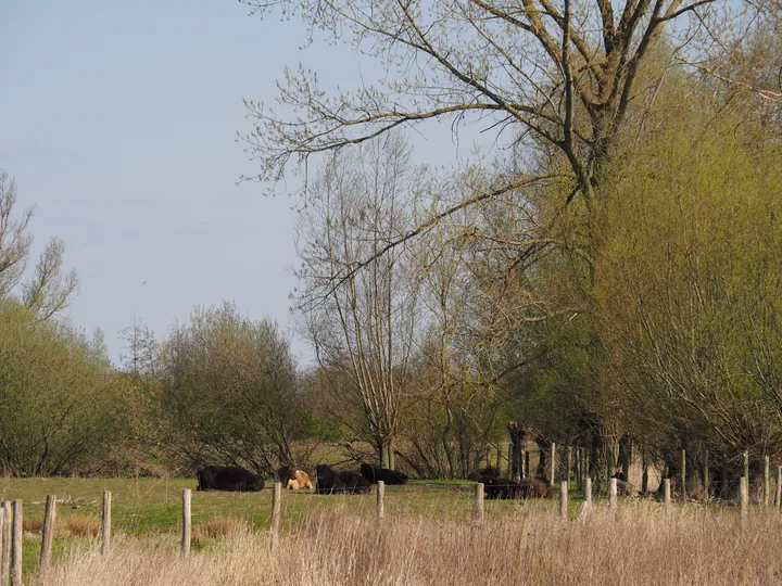 Kalkense Meersen (België)